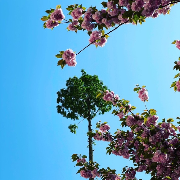 Meet your Posher, Winnie - Picture 1 of 1